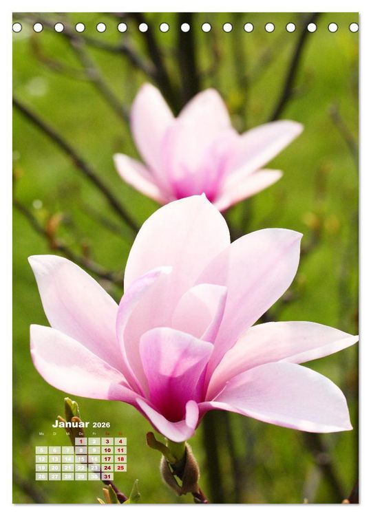 Produktbild: Magnolien Ein Fr&uuml;hlingstraum (Tischkalender 2026 DIN A5 hoch), CALVENDO Monatskalender