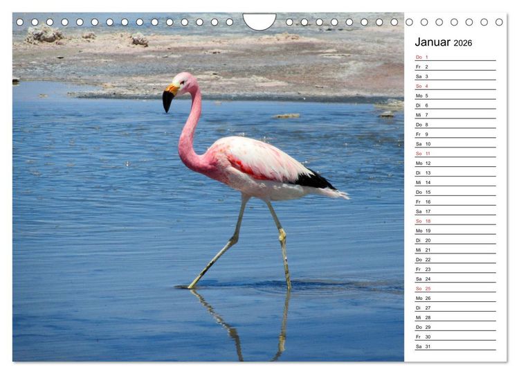 Produktbild: Mein Flamingo Planer (Wandkalender 2026 DIN A4 quer), CALVENDO Monatskalender