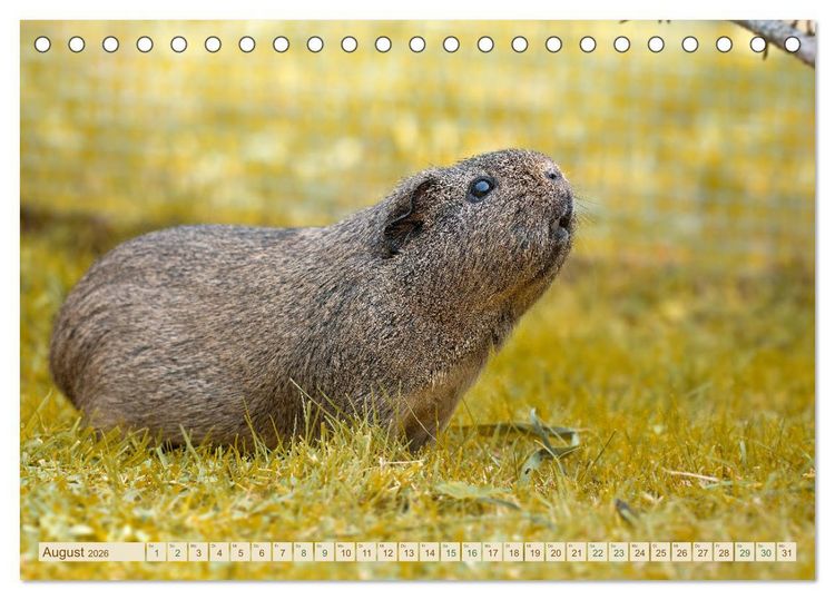 Produktbild: MEERSCHWEINCHEN neugierig - s&uuml;&szlig; - liebenswert (Tischkalender 2026 DIN A5 quer), CALVENDO Monatskalender