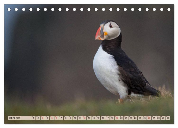 Produktbild: Papageitaucher - Puffins (Tischkalender 2026 DIN A5 quer), CALVENDO Monatskalender