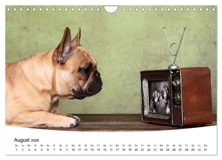 Produktbild: Bullys - Franz&ouml;sische Bulldoggen 2026 (Wandkalender 2026 DIN A4 quer), CALVENDO Monatskalender
