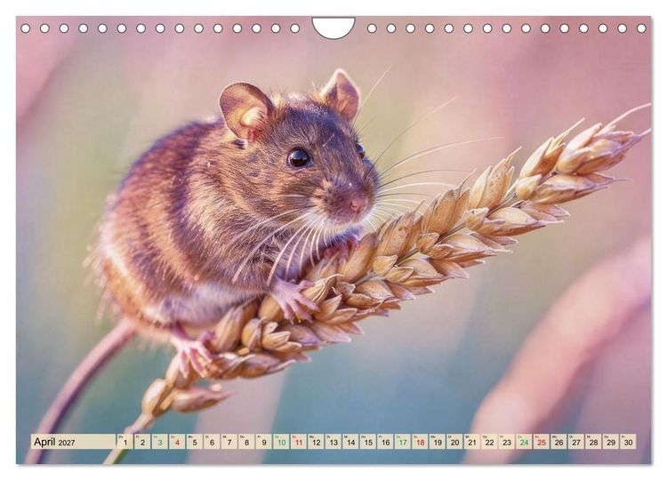 Produktbild: Niedliche Feldm&auml;use in Pastellfarben (Wandkalender 2027 DIN A4 quer), CALVENDO Monatskalender