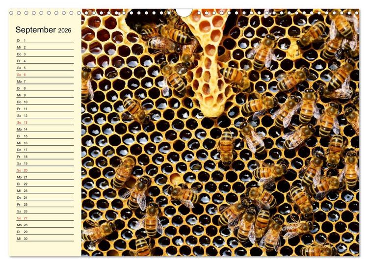 Produktbild: Flei&szlig;ige Bienen. Von der Bl&uuml;te bis zum Honig (Wandkalender 2026 DIN A3 quer), CALVENDO Monatskalender