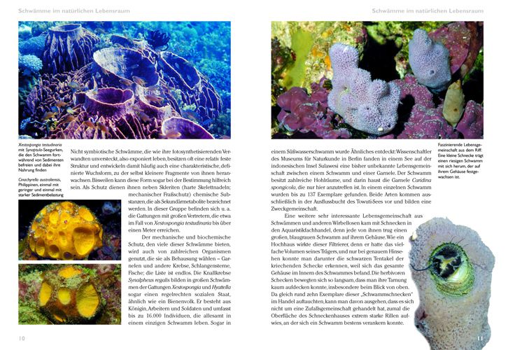 Produktbild: Schw&auml;mme im Meerwasseraquarium