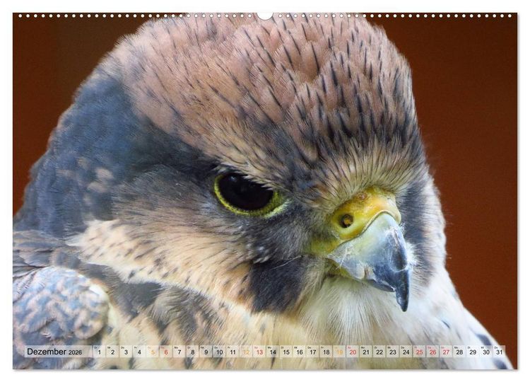 Produktbild: Majest&auml;tische Greifv&ouml;gel (hochwertiger Premium Wandkalender 2026 DIN A2 quer), Kunstdruck in Hochglanz