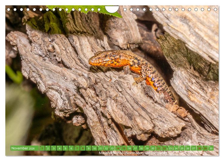 Produktbild: Reptilien wild und sch&ouml;n (Wandkalender 2026 DIN A4 quer), CALVENDO Monatskalender
