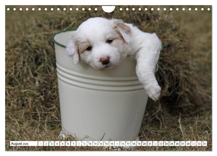 Produktbild: Border Collie Welpen (Wandkalender 2026 DIN A4 quer), CALVENDO Monatskalender