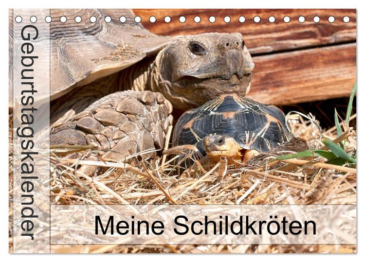 Produktbild: Meine Schildkr&ouml;ten - Geburtstagskalender (Tischkalender 2026 DIN A5 quer), CALVENDO Monatskalender