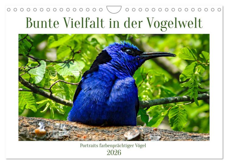 Produktbild: Bunte Vielfalt in der Vogelwelt (Wandkalender 2026 DIN A4 quer), CALVENDO Monatskalender
