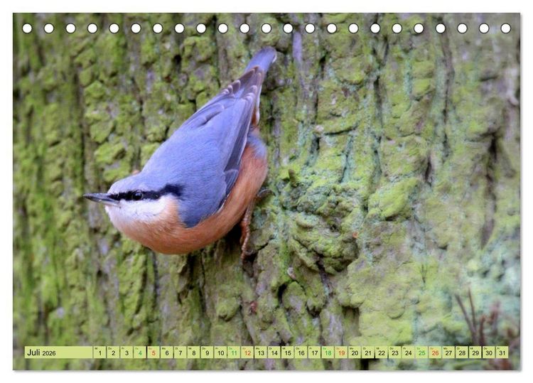 Produktbild: Gefiederte Gesellen - V&ouml;gel aus Wald und Garten (Tischkalender 2026 DIN A5 quer), CALVENDO Monatskalender