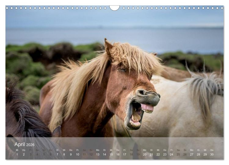 Produktbild: Islandpferde - Stolz und Stark durch Sommer und Winter (Wandkalender 2026 DIN A3 quer), CALVENDO Monatskalender