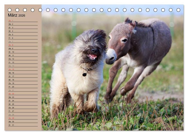 Produktbild: Das Esel-Paradies - Hunde und andere Feunde (Tischkalender 2026 DIN A5 quer), CALVENDO Monatskalender