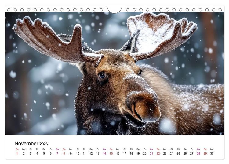 Produktbild: Elche - die Stimme der Wildnis (Wandkalender 2026 DIN A4 quer), CALVENDO Monatskalender