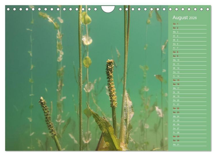 Produktbild: Baggersee - die gr&uuml;ne Welt (Wandkalender 2026 DIN A4 quer), CALVENDO Monatskalender