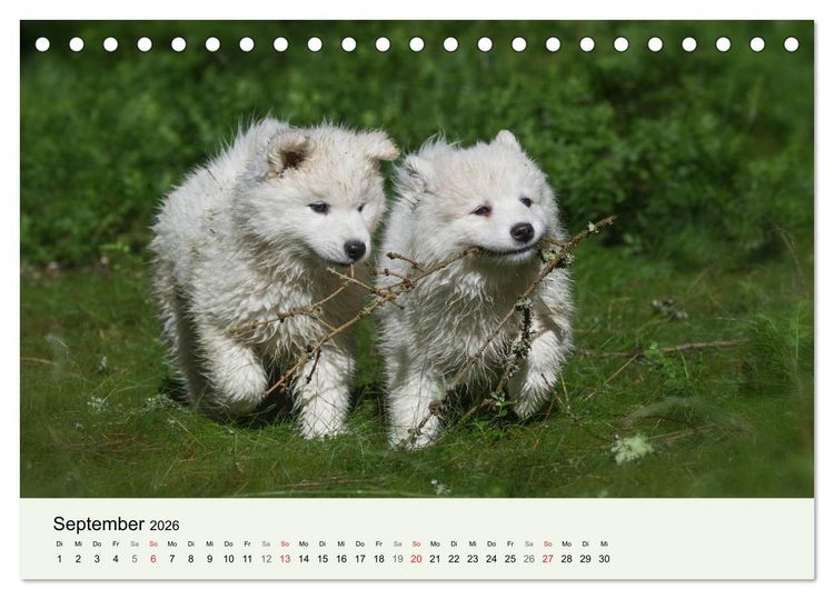 Produktbild: Kleine Samojeden - Eisb&auml;rchen Abenteuer im M&auml;rchenwald (Tischkalender 2026 DIN A5 quer), CALVENDO Monatskalender