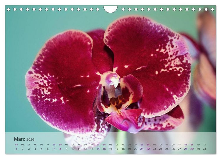 Produktbild: Phalaenopsis - die zauberhafte Welt der Orchideen (Wandkalender 2026 DIN A4 quer), CALVENDO Monatskalender