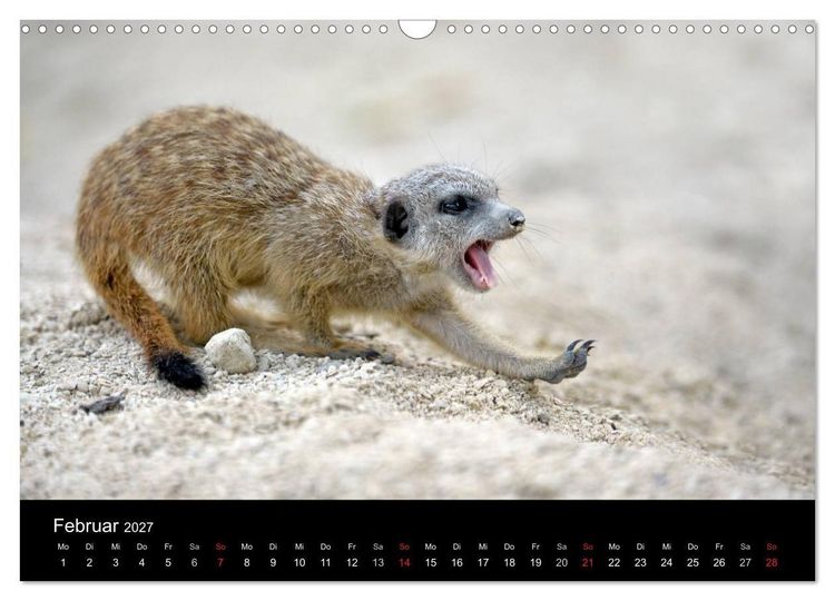 Produktbild: Lustige Erdm&auml;nnchen (Wandkalender 2027 DIN A3 quer), CALVENDO Monatskalender