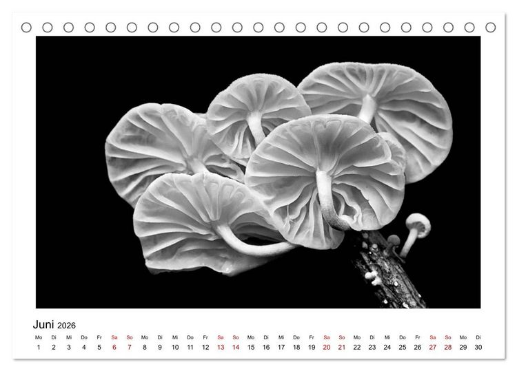 Produktbild: Die grafische Sch&ouml;nheit der Pflanzen &ndash; Schwarz-Wei&szlig; (Tischkalender 2026 DIN A5 quer), CALVENDO Monatskalender