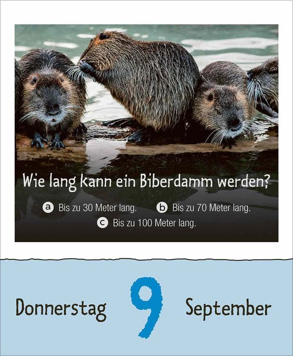 Produktbild: Wie faul ist das Faultier? 2027