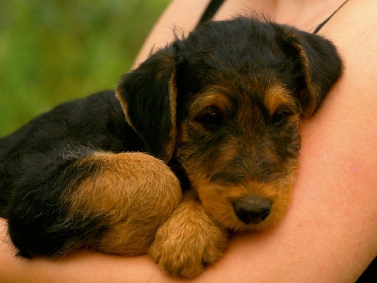 Produktbild: CALVENDO Puzzle Ein Motiv aus dem Kalender Airedale Terrier Welpen | 1000 Teile Lege-Gr&ouml;&szlig;e 64x48cm Foto-Puzzle f&uuml;r gl&uuml;ckliche Stunden