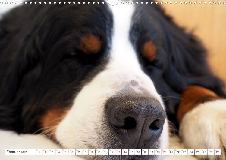 Produktbild: Tierisch nahe Berner-Portr&auml;ts (Wandkalender 2022 DIN A3 quer)