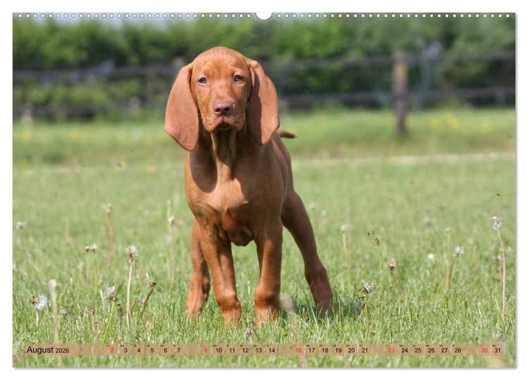 Produktbild: Magyar Vizsla - Vielseitiger Jagdhund mit Familienanschluss (hochwertiger Premium Wandkalender 2026 DIN A2 quer), Kunstdruck in Hochglanz