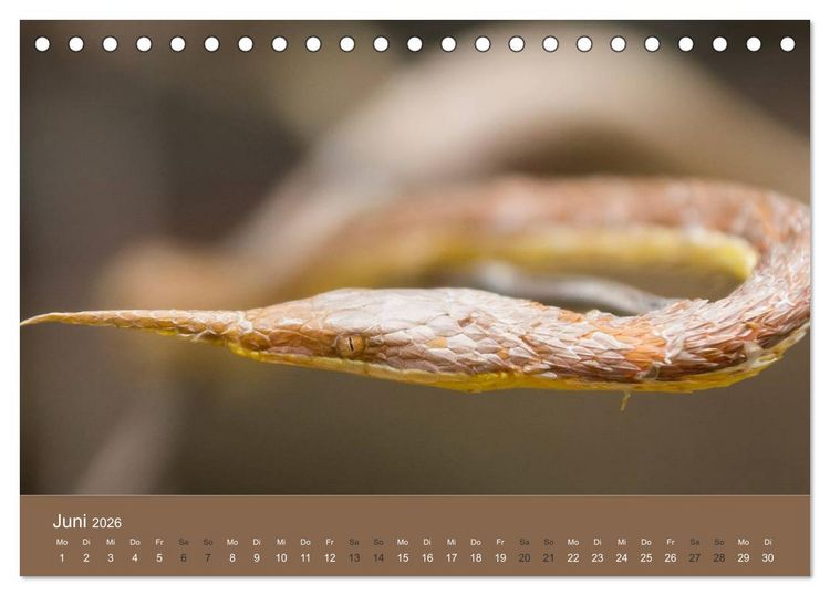 Produktbild: Madagaskars wundersame Tierwelt (Tischkalender 2026 DIN A5 quer), CALVENDO Monatskalender