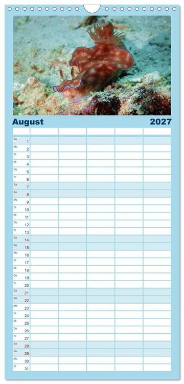 Produktbild: Familienplaner 2027 - Meeres-Schnecken mit 5 Spalten (Wandkalender, 21 x 45 cm) CALVENDO
