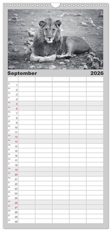 Produktbild: Familienplaner 2026 - L&ouml;wen schwarz wei&szlig; mit 5 Spalten (Wandkalender, 21 x 45 cm) CALVENDO