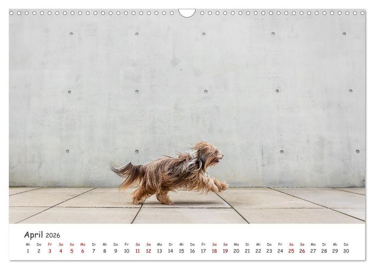 Produktbild: Berlin City Dogs - Berliner Hunde (Wandkalender 2026 DIN A3 quer), CALVENDO Monatskalender