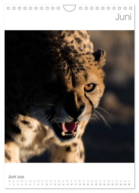 Produktbild: BIG CATS - Namibias Raubkatzen (Wandkalender 2026 DIN A4 hoch), CALVENDO Monatskalender