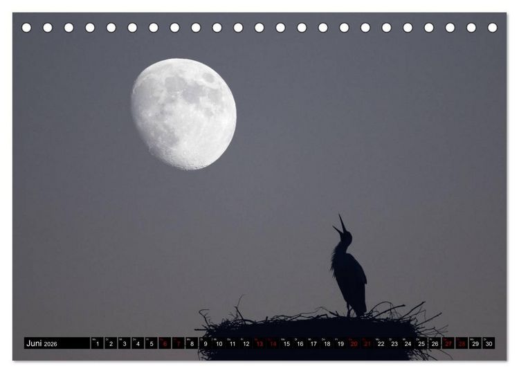 Produktbild: Die Sandersh&auml;user St&ouml;rche (Tischkalender 2026 DIN A5 quer), CALVENDO Monatskalender