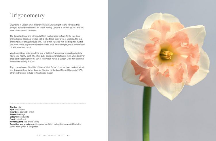 Produktbild: DAFFODILS HB