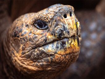 Produktbild: CALVENDO Puzzle Galapagos Riesenschildkr&ouml;te | 1000 Teile Lege-Gr&ouml;&szlig;e 64x48cm Foto-Puzzle f&uuml;r gl&uuml;ckliche Stunden