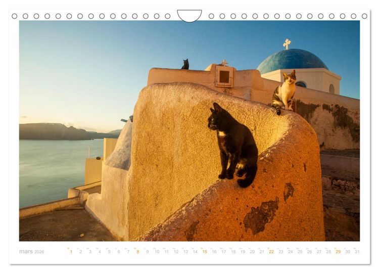 Produktbild: Chats des &icirc;les (Calendrier mural 2026 DIN A4 vertical), CALVENDO calendrier mensuel