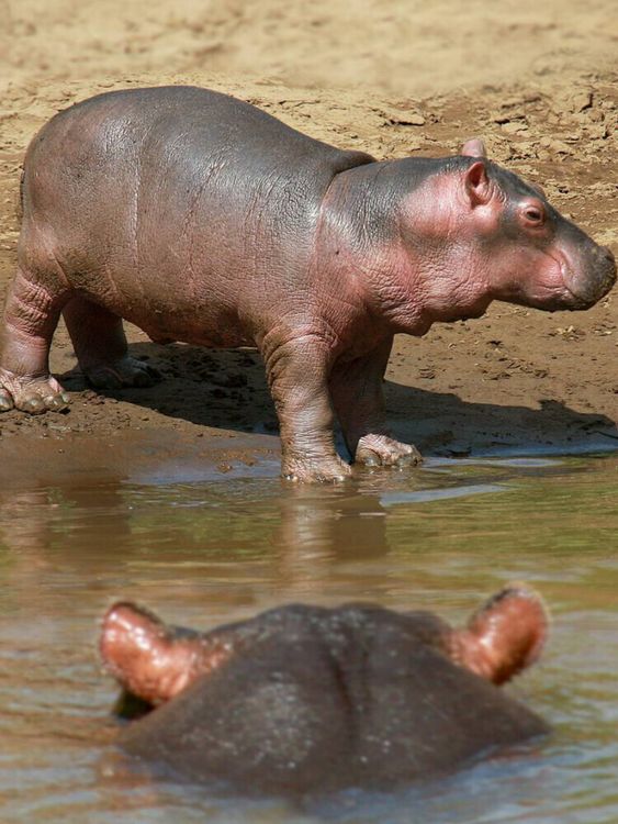 Produktbild: CALVENDO Puzzle Hippobaby auf Landgang | 1000 Teile Lege-Gr&ouml;&szlig;e 64x48cm Foto-Puzzle f&uuml;r gl&uuml;ckliche Stunden