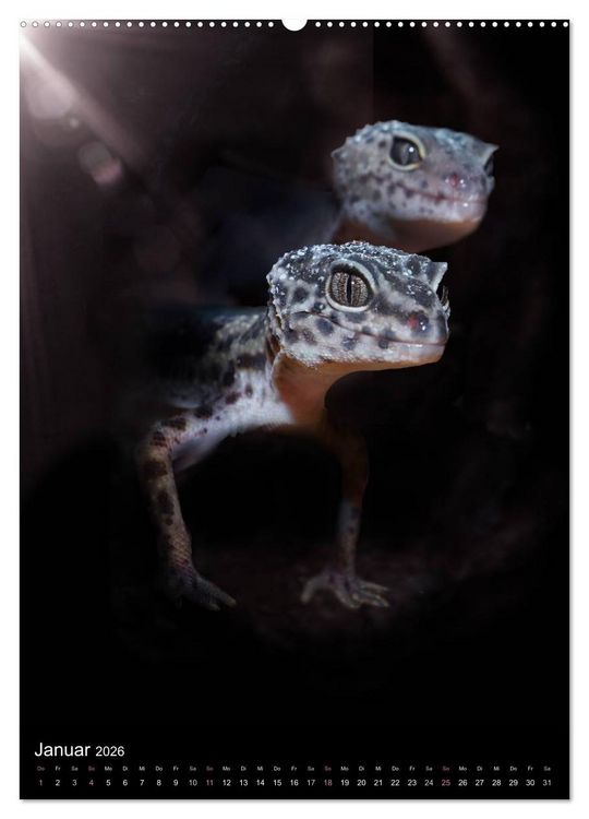 Produktbild: Auge in Auge mit coolen Typen - REPTILIEN (Wandkalender 2026 DIN A2 hoch), CALVENDO Monatskalender