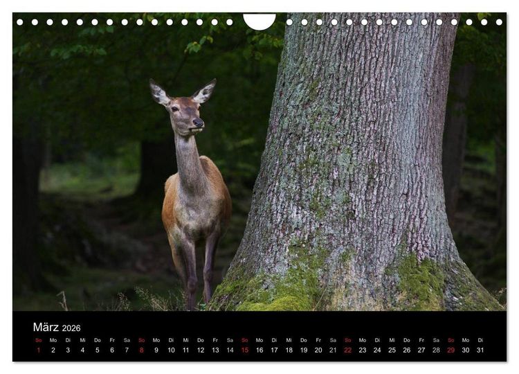 Produktbild: Der Rothirsch, K&ouml;nig der W&auml;lder (Wandkalender 2026 DIN A4 quer), CALVENDO Monatskalender