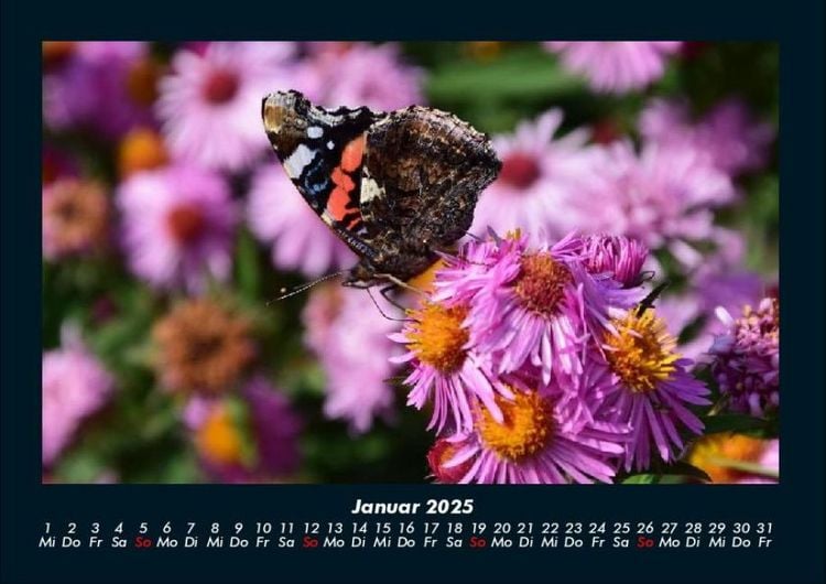 Produktbild: Bunte Pracht der Schmetterlinge 2025 Fotokalender DIN A4