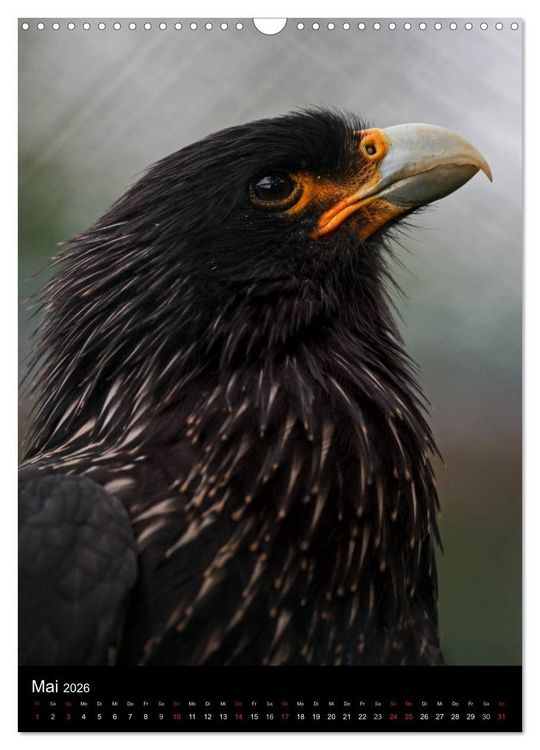 Produktbild: Greifv&ouml;gel im Portrait (Wandkalender 2026 DIN A3 hoch), CALVENDO Monatskalender