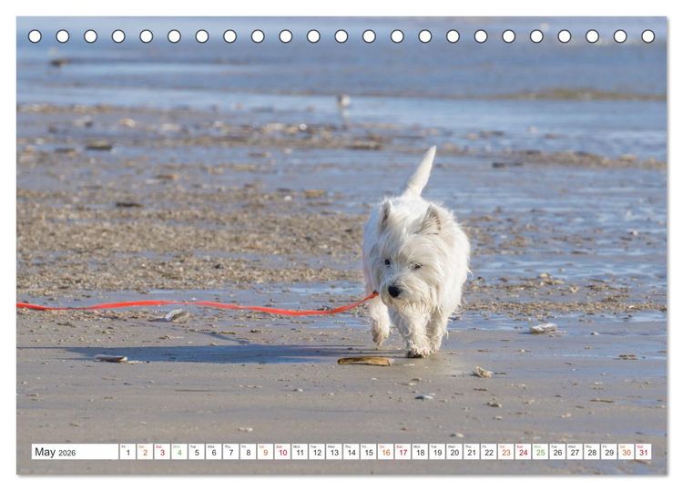 Produktbild: West Highland White Terrier - Your charming companion (Desk Calendar 2026 DIN A5 landscape), CALVENDO 12 Month DeskCalendar