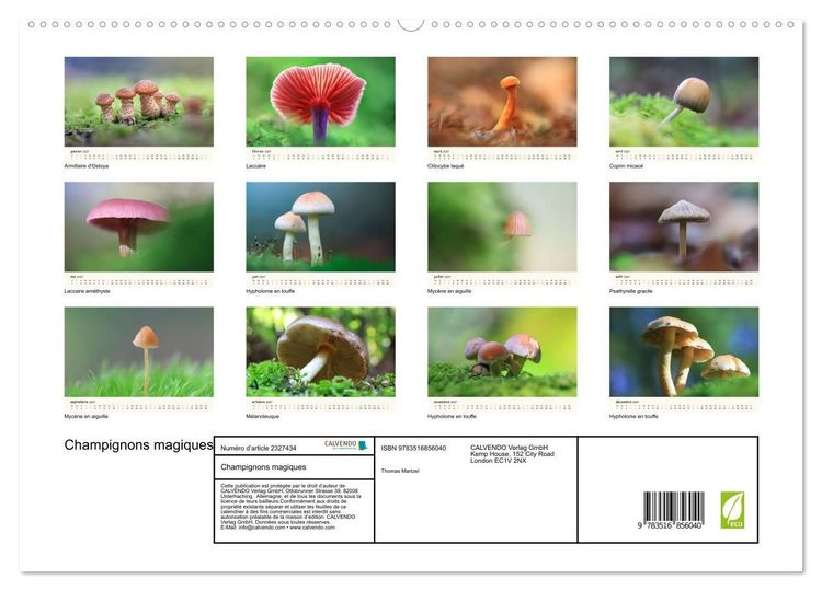 Produktbild: Champignons magiques (Calendrier mural haut de gamme 2027 DIN A2 vertical), CALVENDO calendrier mensuel