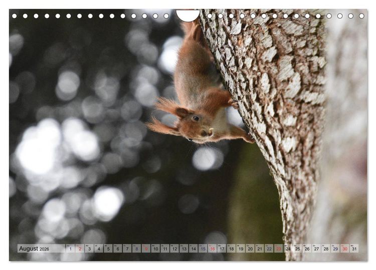 Produktbild: Eichh&ouml;rnchen-Spa&szlig; (Wandkalender 2026 DIN A4 quer), CALVENDO Monatskalender