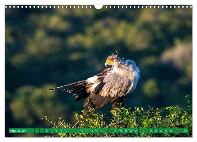 Produktbild: Greifv&ouml;gel - wild und sch&ouml;n (Wandkalender 2026 DIN A3 quer), CALVENDO Monatskalender