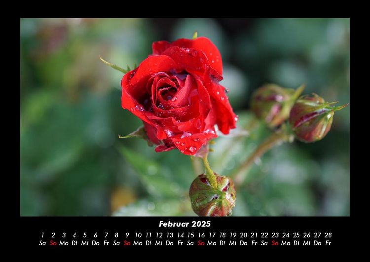 Produktbild: Rosentraum 2025 Fotokalender DIN A3