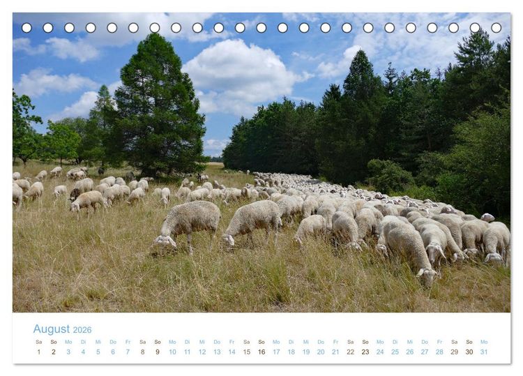 Produktbild: Mit Schafen durch das Jahr (Tischkalender 2026 DIN A5 quer), CALVENDO Monatskalender