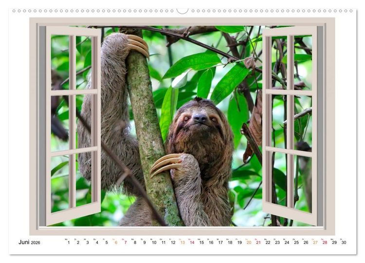 Produktbild: Fenstergucker - tierische Freunde an der Wand (Wandkalender 2026 DIN A2 quer), CALVENDO Monatskalender