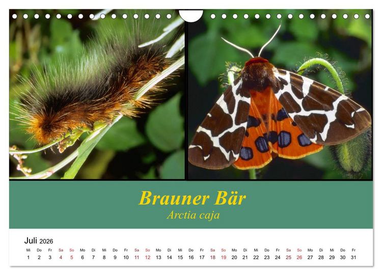 Produktbild: Zwei Leben, Raupe und Schmetterling (Wandkalender 2026 DIN A4 quer), CALVENDO Monatskalender