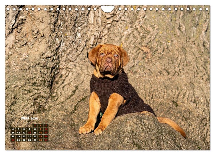 Produktbild: Eine kleine Bordeauxdogge entdeckt die Welt (Wandkalender 2026 DIN A4 quer), CALVENDO Monatskalender
