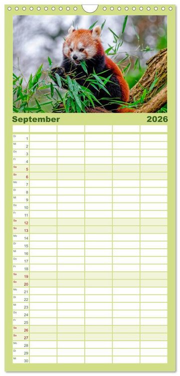 Produktbild: Familienplaner 2026 - Kleiner Panda mit 5 Spalten (Wandkalender, 21 x 45 cm) CALVENDO